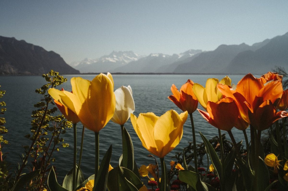 Bunte Tulpen vor dem Genfer See und den schneebedeckten Alpen im Hintergrund. Montreux, Schweiz.