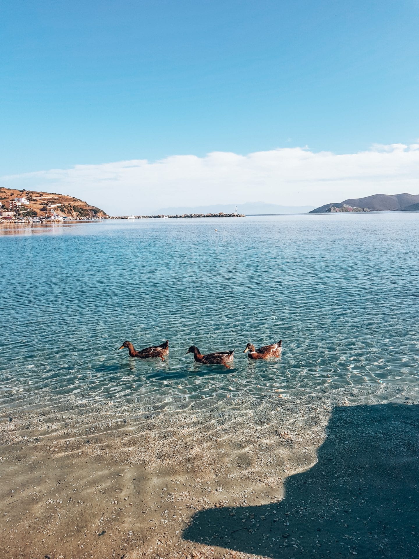 ducks on water in evia