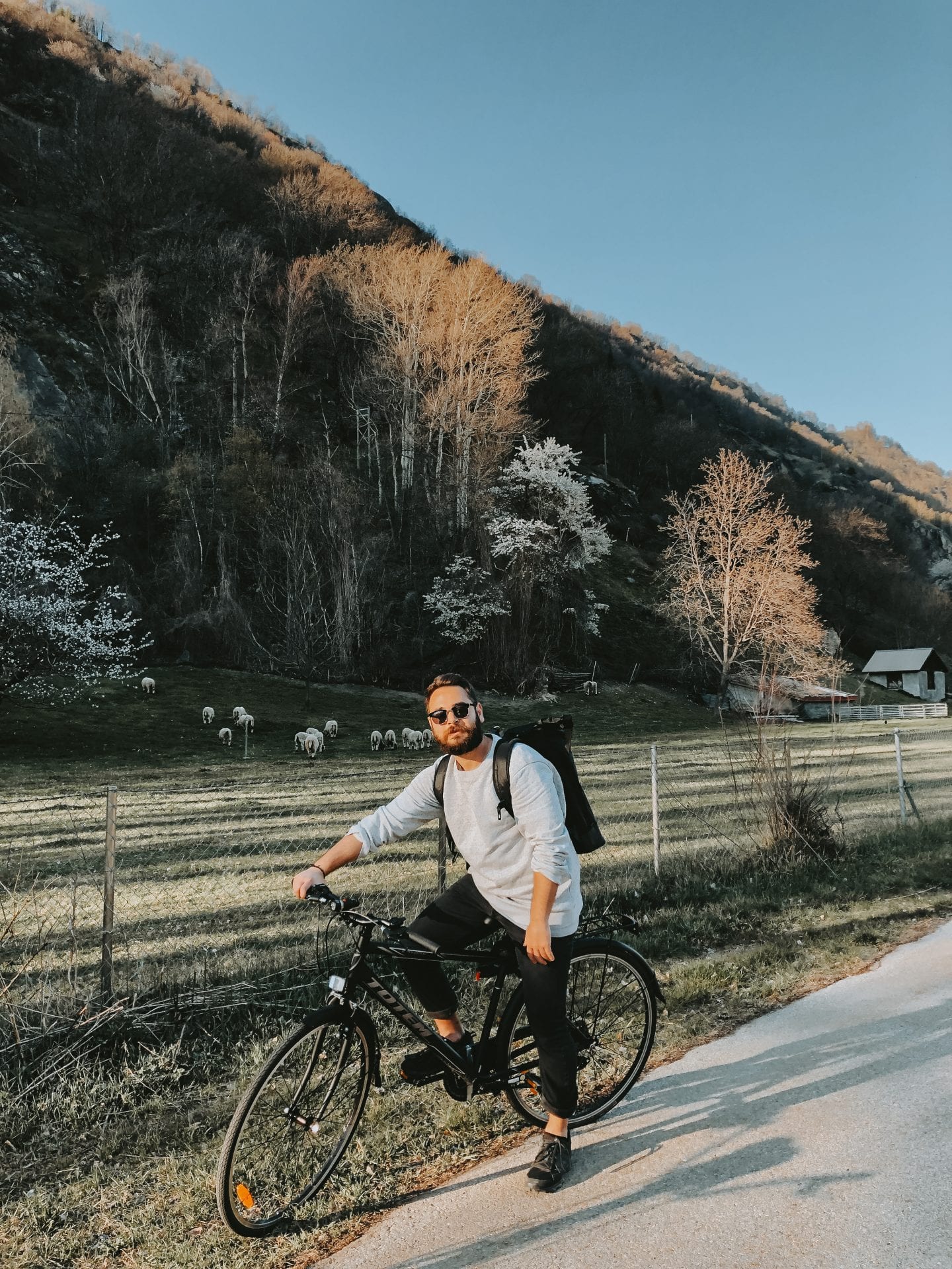 boy on bicycle in front of sheep in swiss alps
