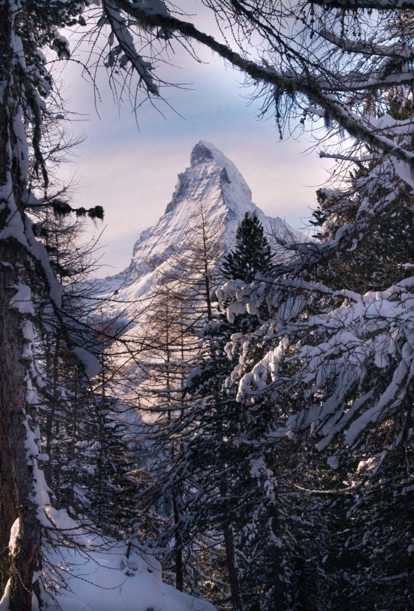 Die Spitze des Matterhorns durch schneebedeckte Bäume fotografiert.