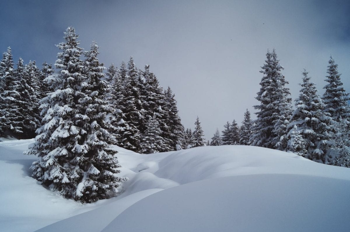 Winterlandschaft mit dicker Schneedecke und großen, schneebedeckten Tannen in der Aletscharena